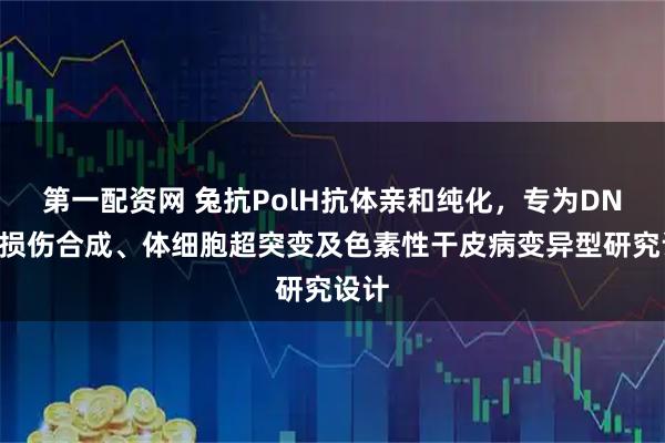 第一配资网 兔抗PolH抗体亲和纯化，专为DNA跨损伤合成、体细胞超突变及色素性干皮病变异型研究设计